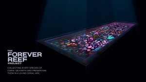 The Forever Reef Project via M&C Saatchi 
