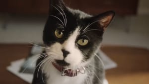 Creepy cat unsuccessfully taunts KFC eaters