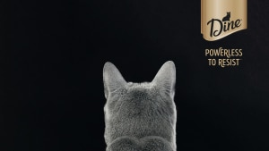Dine goes on the prowl for NZ's snobbiest cat