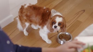Yahoo7 produces first content piece for Nestlé Purina