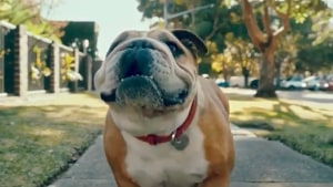 Clipsal is a dog’s best friend in new campaign from Bohemia and M&C Saatchi