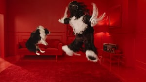 Dogs still wacko for Schmackos