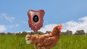 Honest Eggs creates FitChix via VMLY&R