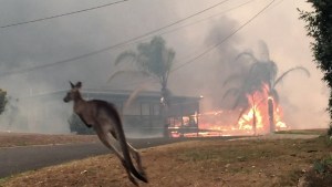 NSW Rural Fire Service launches Fire Lessons via Wunderman Thompson Australia