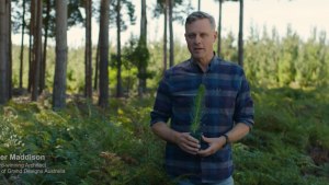 FWPA offers a new perspective on forestry