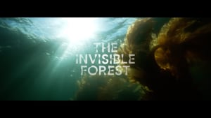 Google AI is helping restore Tasmania's giant kelp forests via Emotive