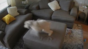 Crazy pets antics as Google and 72andSunny launch Nest Cams