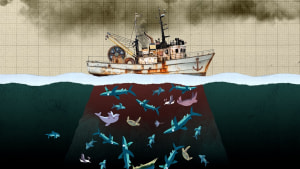 Greenpeace call to action against line fishing via Photoplay’s Dropbear