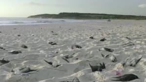 Stop Coca-Cola Trashing Australia 