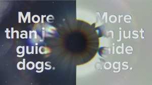 Guide Dogs Australia dispels misconceptions about the organisation's services