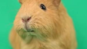 Kevin the hamster fronts Boost promo
