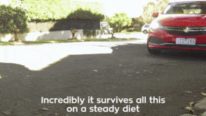 Holden unveils Attenborough-esque mocumentary for shark week