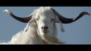 Holden takes humourous route in first Monkeys work from Ant Keogh 