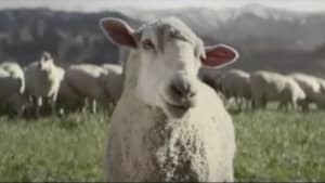 Singing sheep are the stars of Honda’s Super Bowl ad