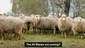 Sportsbet play on New Zealand sheep stereotype to provoke All Blacks