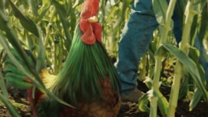 Cornelius the rooster comes to life in Bastion’s first work for Kellogg’s Corn Flakes