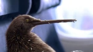 Fly without wings with Air New Zealand