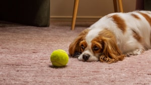 Trilby Misso Lawyers ‘best mates’ via Rumble Strategic Creative 