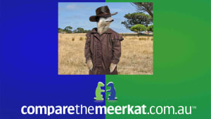 First Aussie Meerkat