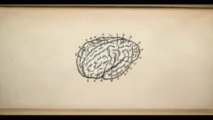 We All Have a Brain