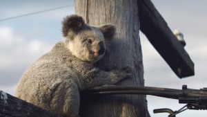 NRMA Insurance look to protect koala homes