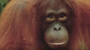 Nuttelex wins for cutest ad starring organutans