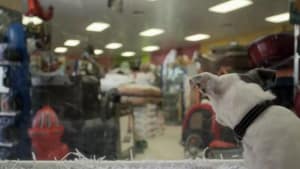 Don't Buy Puppies From Pet Shops
