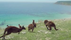 Parody tourism advert mocks Aussie politics 