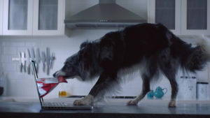 Pet Circle pushes online service in latest spot from The Core Agency