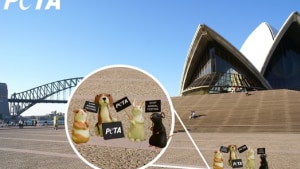 PETA calls on the government to end cruel tests on animals