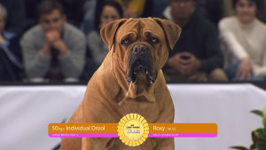 Petbarn reveals first work by IdeaWorks