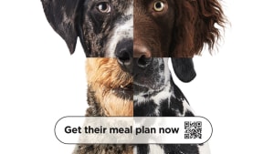 Ivory Coat challenges dog owners to pick the right food for their dogs