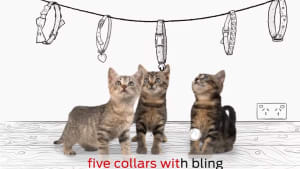Purina and AWLA launch 12 Pets of Christmas campaign 
