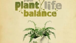 Improve Your Plant/Life Balance