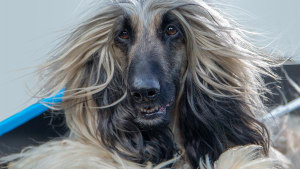 RSPCA has your furry friends covered 