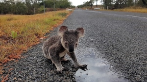 WWF-Australia showed Sydneysiders a future without koalas