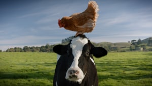 Dairy Farmers tell the story behind A2 Goodness milk via AJF GrowthOps
