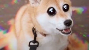 Caleb & Brown's 'Everyone and their Doge' via Chello