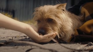 The Petspiration Foundation’s Christmas project via Communicado