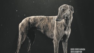 Greyhound Racing NSW launches its third year of the TAB Million Dollar Chase