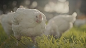 Ingham’s demystifies chickens in first campaign since 2005 via Bohemia