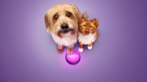 MSD Animal Health Bravecto lets pets do the talking via Bastion