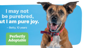 RSPCA SA unveils 'Perfectly Adoptable' via Them Advertising