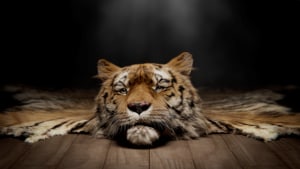 Monster Sauce gets Ray Winstone for Save Wild Tigers campaign