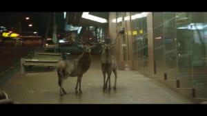 Nocturnal Migration