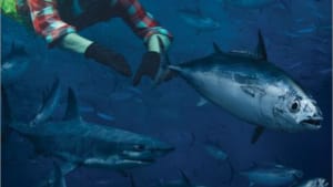 Tuna Tempters
