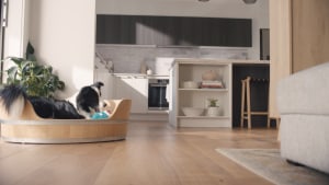 Kinsman's 'The Distracted Pet Camera' via The Idea Shed