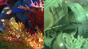Seiko asks Australians to act for the environment