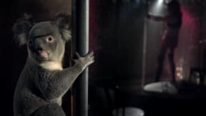 Koala