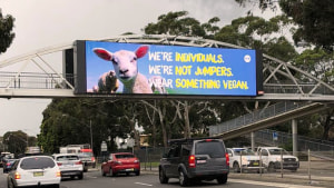 PETA launches DOOH campaign in Sydney to spread anti-wool message